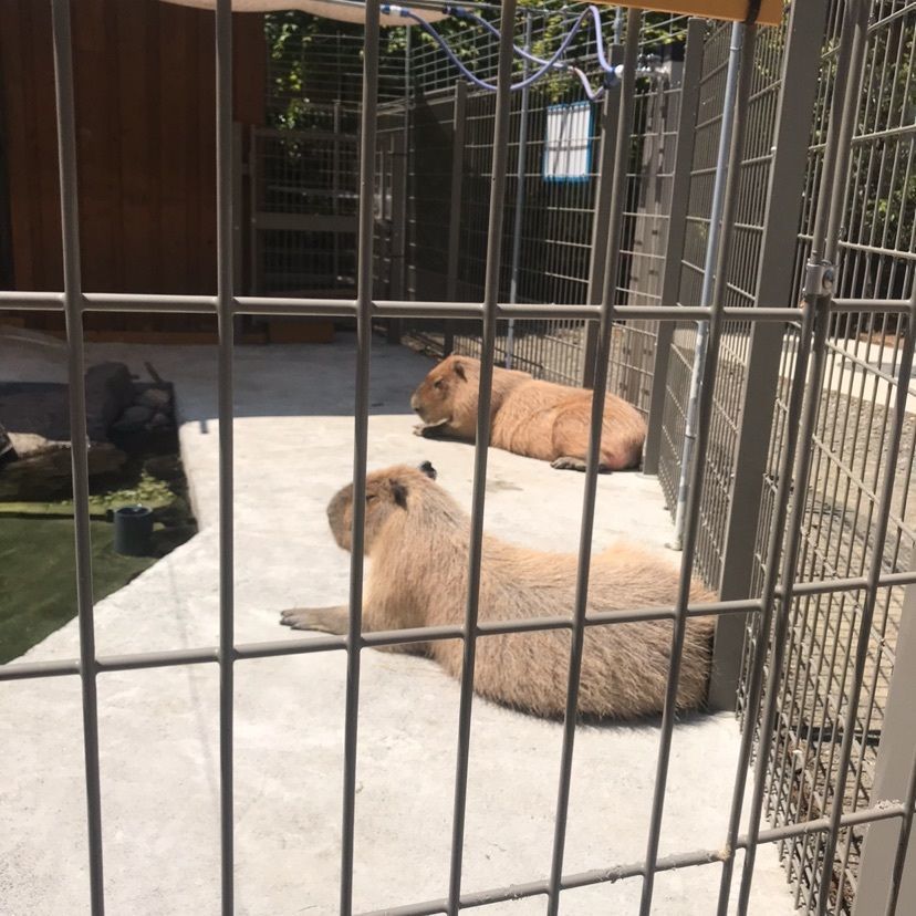 猫なぎ。さんが投稿したとんとんの丘もちぶた館に関する口コミの画像