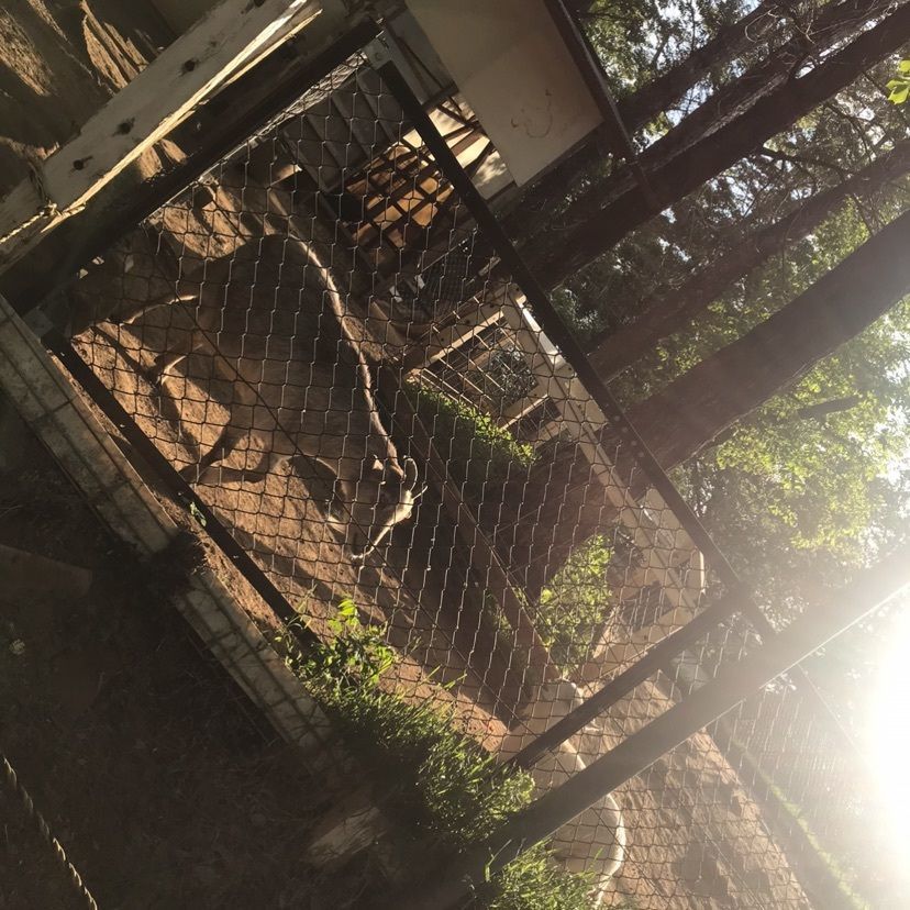 猫なぎ。さんが投稿したとんとんの丘もちぶた館に関する口コミの画像