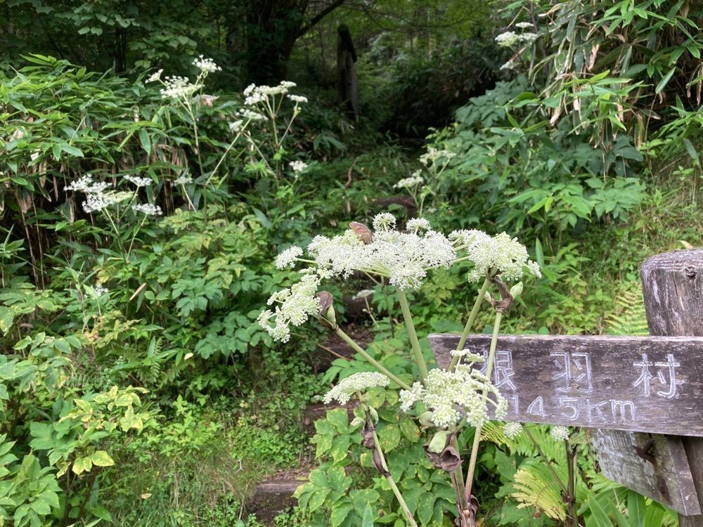 Howl Monさんが投稿した茶臼山高原展望台に関する口コミの画像