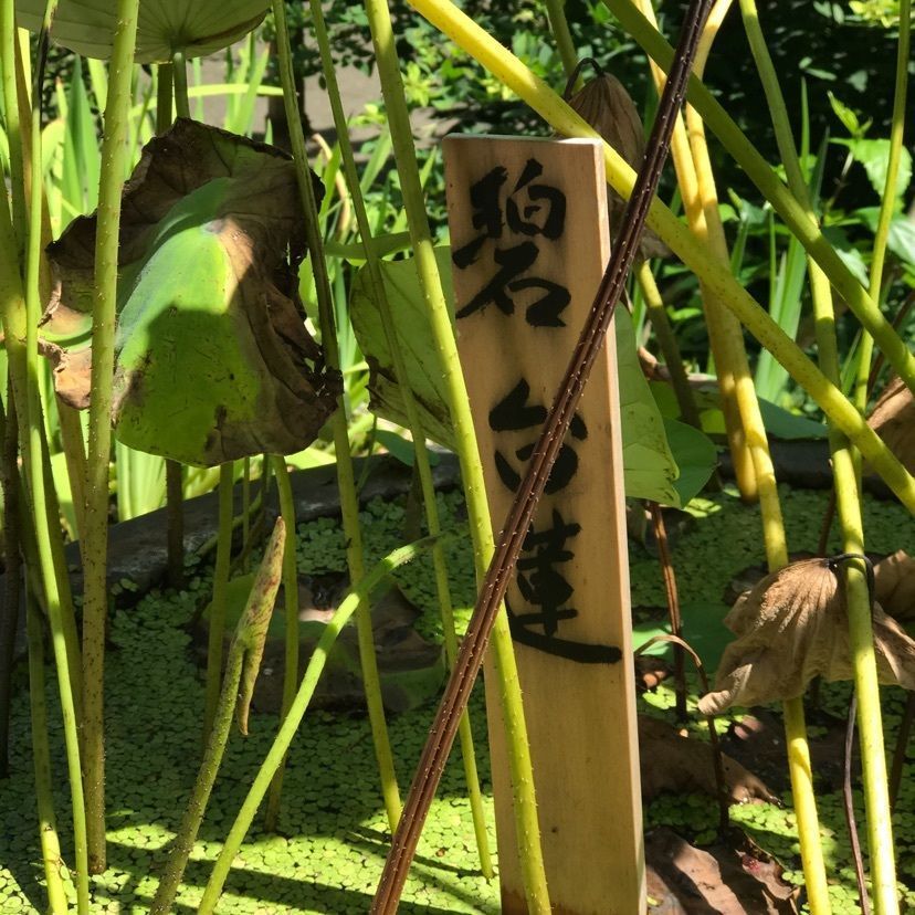 Maedaさんが投稿した大中寺に関する口コミの画像
