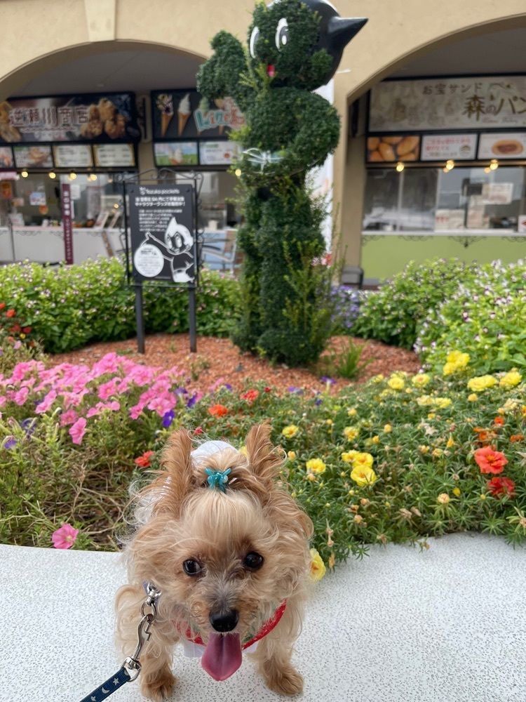 cocoa815さんが投稿した踊りだこ 宝塚北SA店に関する口コミの画像