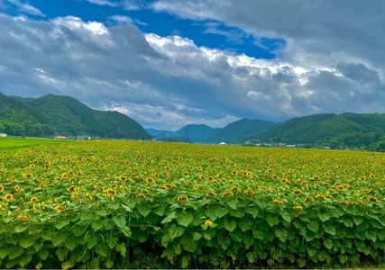 南光スポーツ公園(若あゆランド) 2枚目