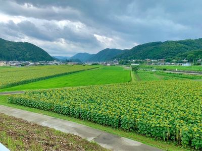 南光スポーツ公園(若あゆランド) 4枚目