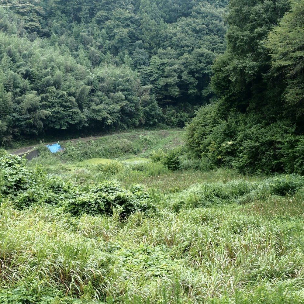 Shoさんが投稿した那珂川（栃木県那須烏山市）に関する口コミの画像
