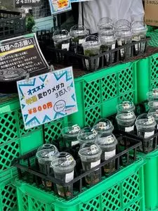 ふるさとゴハン食堂