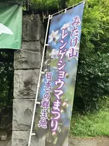 御岳山のレンゲショウマ