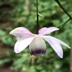 御岳山のレンゲショウマ 3枚目