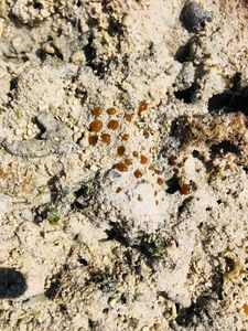 民芸喫茶 マキ（ミンゲイキッサ マキ） 8枚目