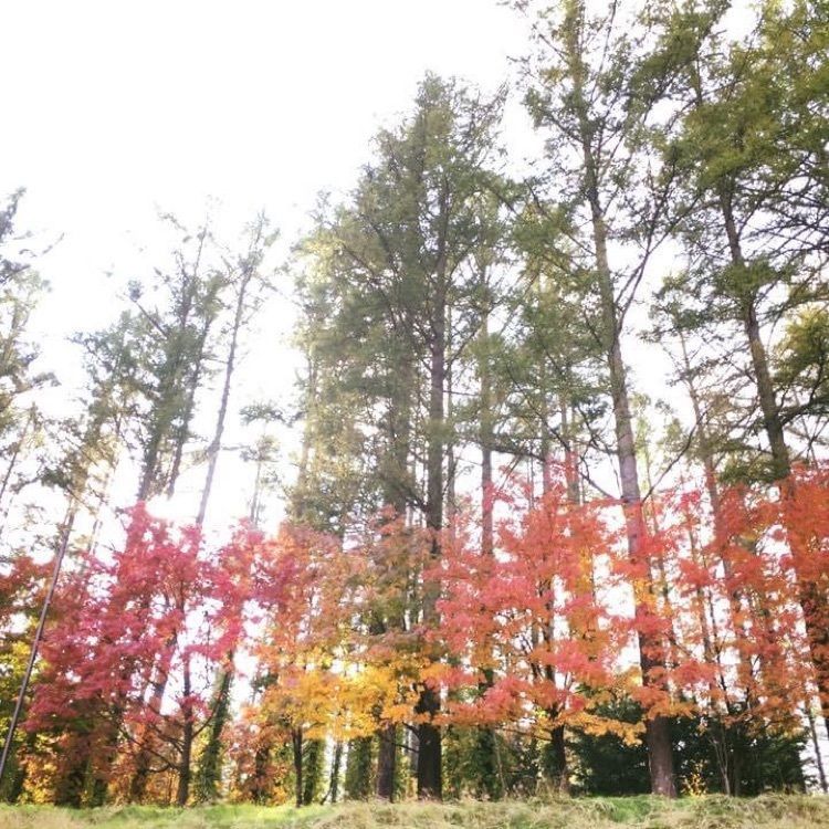 ＤＪゴン太さんが投稿したハイランドふらのに関する口コミの画像