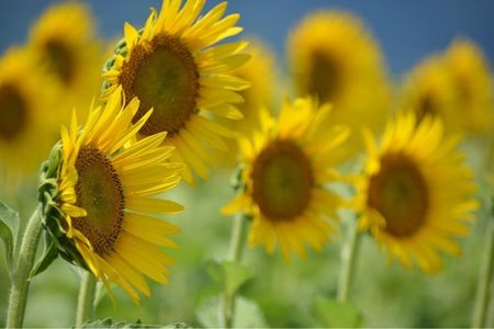 第１なぎさ公園ヒマワリ畑 4枚目