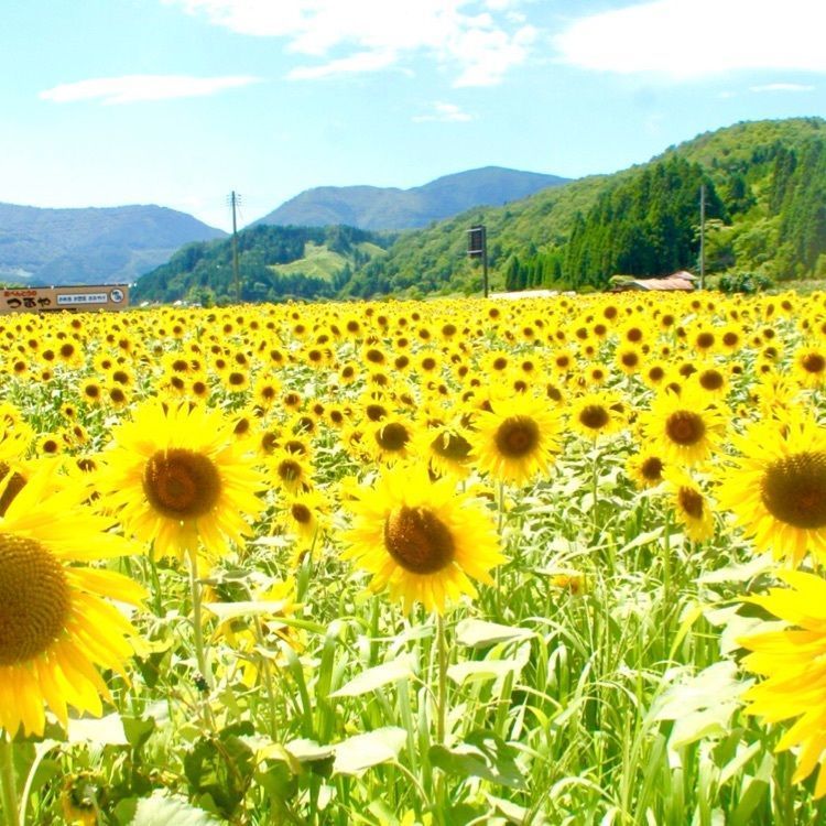 Tettsuさんが投稿した蒜山高原に関する口コミの画像