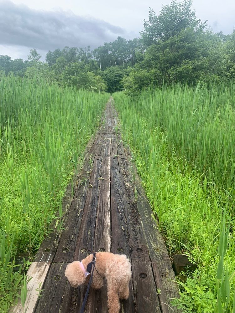 ティンクとハムさんが投稿したバラギ湖遊歩道に関する口コミの画像