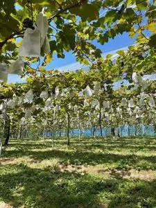 富田林市農業公園 サバーファーム