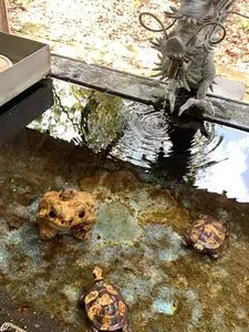 南湖神社