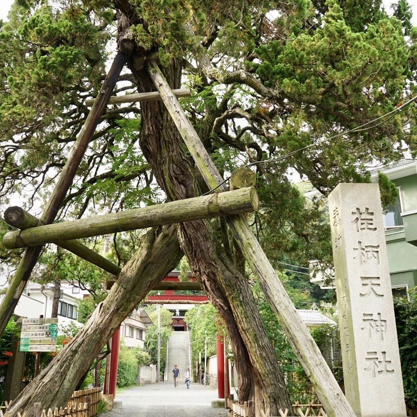 merryさんが投稿した荏柄天神社に関する口コミの画像