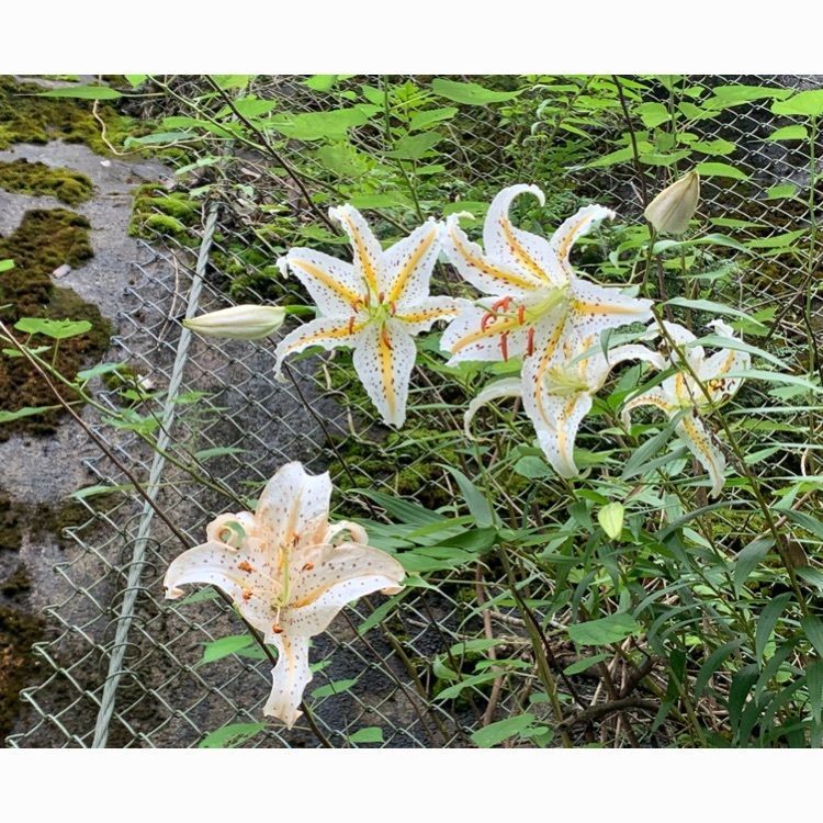 Howl Monさんが投稿した浜松市天竜区に関する口コミの画像