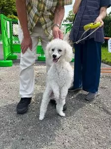 王仁公園プール