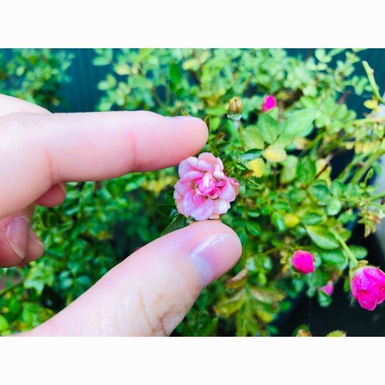 なをさんが投稿した秩父別町に関する口コミの画像