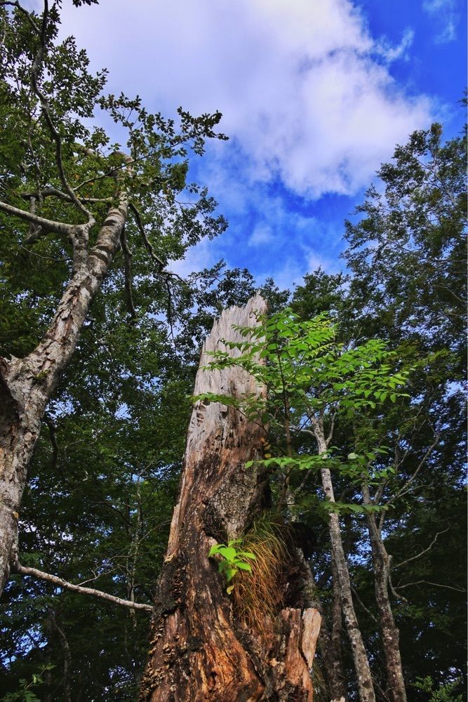 まさまさ　さまさんが投稿したみやぎ蔵王白石に関する口コミの画像