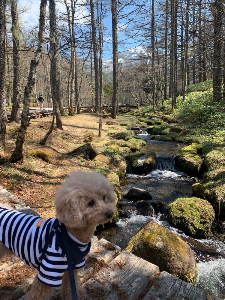 ティンクとハムさんが投稿した蓼科牧場ゴンドラリフトシャトルビーナスに関する口コミの画像