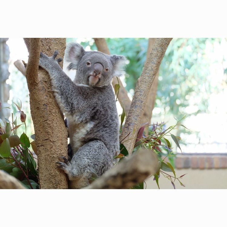 #koala #animal #sunday #zoo #happy #楽しかった #kobe #drive #camera