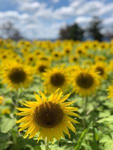 かねふく めんたいパークびわ湖 2枚目
