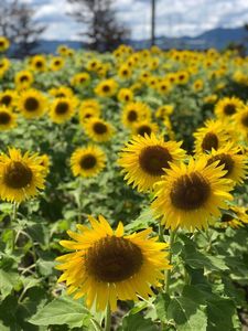 かねふく めんたいパークびわ湖 3枚目