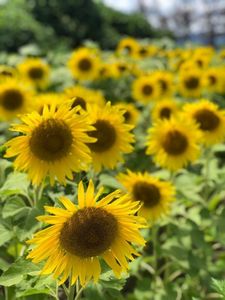 かねふく めんたいパークびわ湖 4枚目