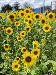 かねふく めんたいパークびわ湖 5枚目