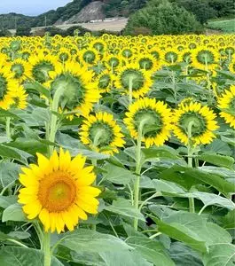 花ひろば