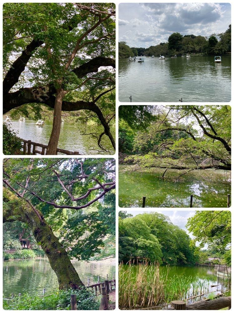 Catherine.yさんが投稿した井の頭恩賜公園に関する口コミの画像