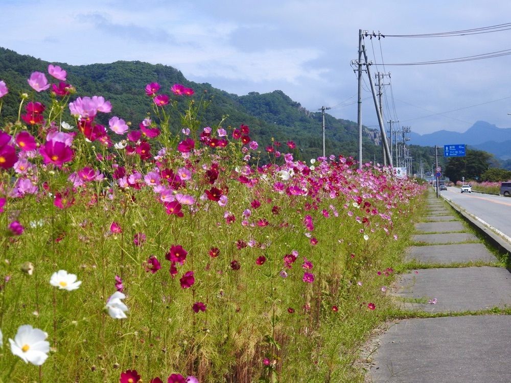 junkunさんが投稿したコスモス街道に関する口コミの画像