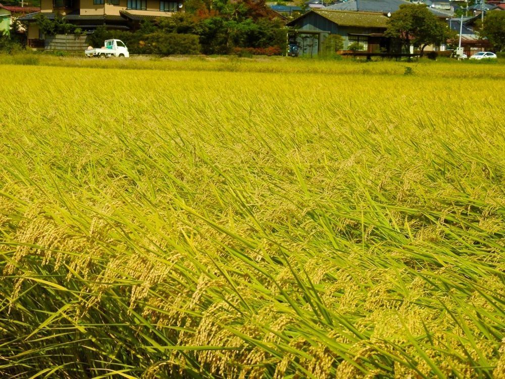 junkunさんが投稿したコスモス街道に関する口コミの画像