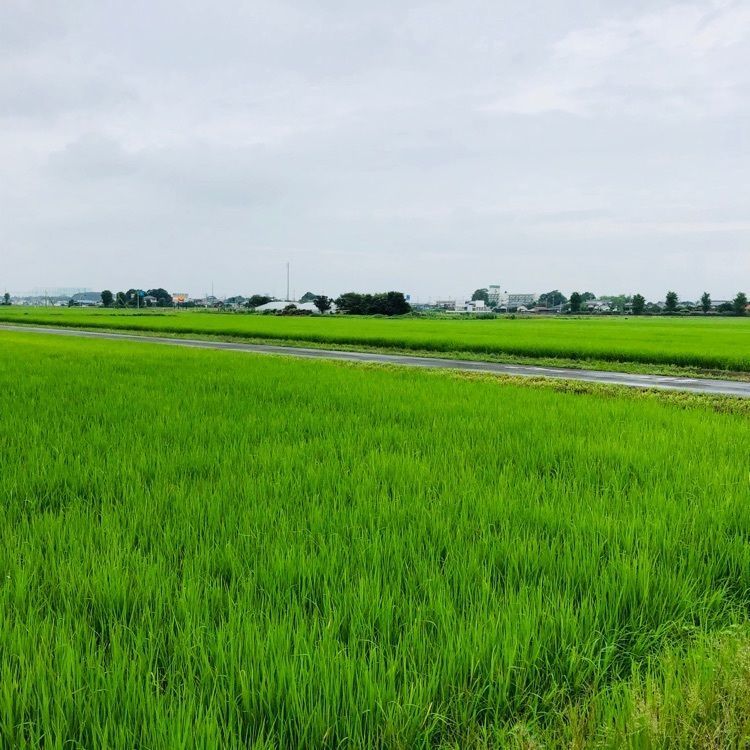 れいんぼうれいんぼうの画像