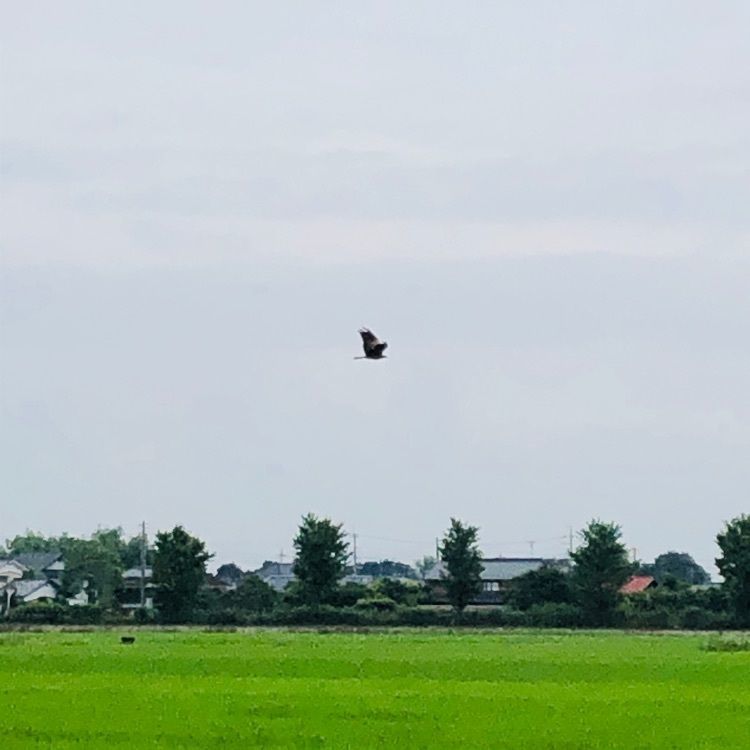 れいんぼうれいんぼうさんが投稿したKANSAI 行田店に関する口コミの画像