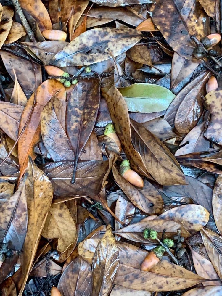 Shoさんが投稿したつくば市に関する口コミの画像