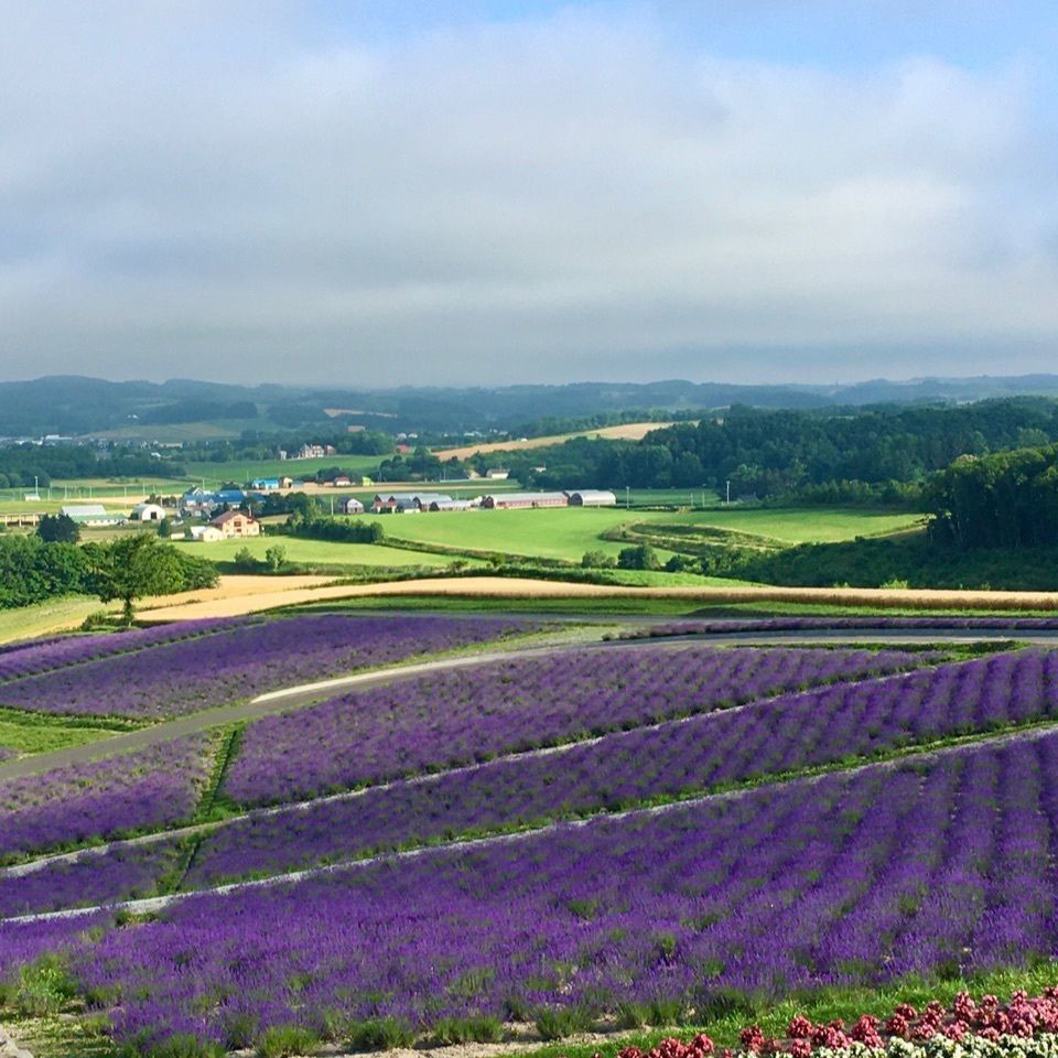 yoshiさんが投稿した日の出公園展望台に関する口コミの画像