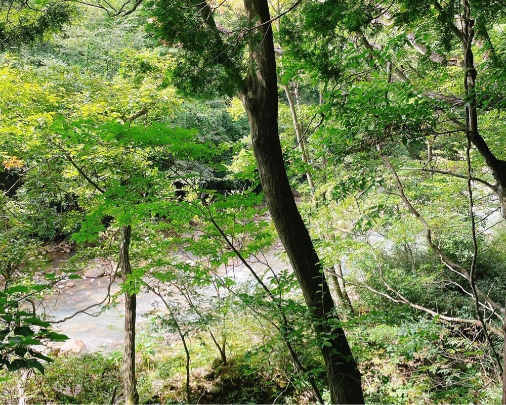 active34さんが投稿した温泉山荘 だいこんの花（おんせんさんそう だいこんのはな）に関する口コミの画像