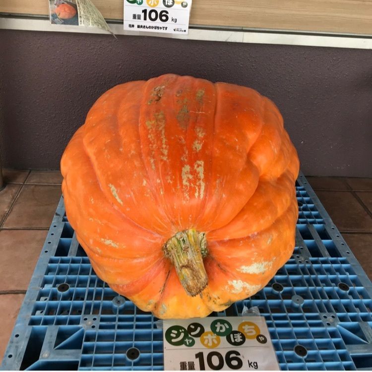 なおなおさんが投稿したはなまる市に関する口コミの画像