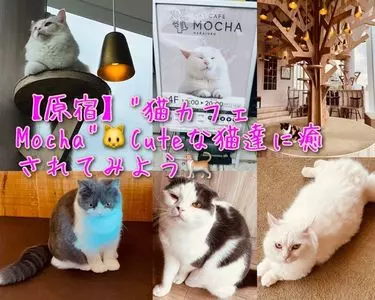 猫カフェ MOCHA 原宿店（ネコカフェモカ）
