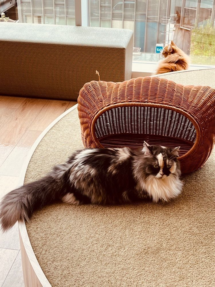 東京食べあルークさんが投稿した猫カフェ MOCHA 原宿店（ネコカフェモカ）に関する口コミの画像