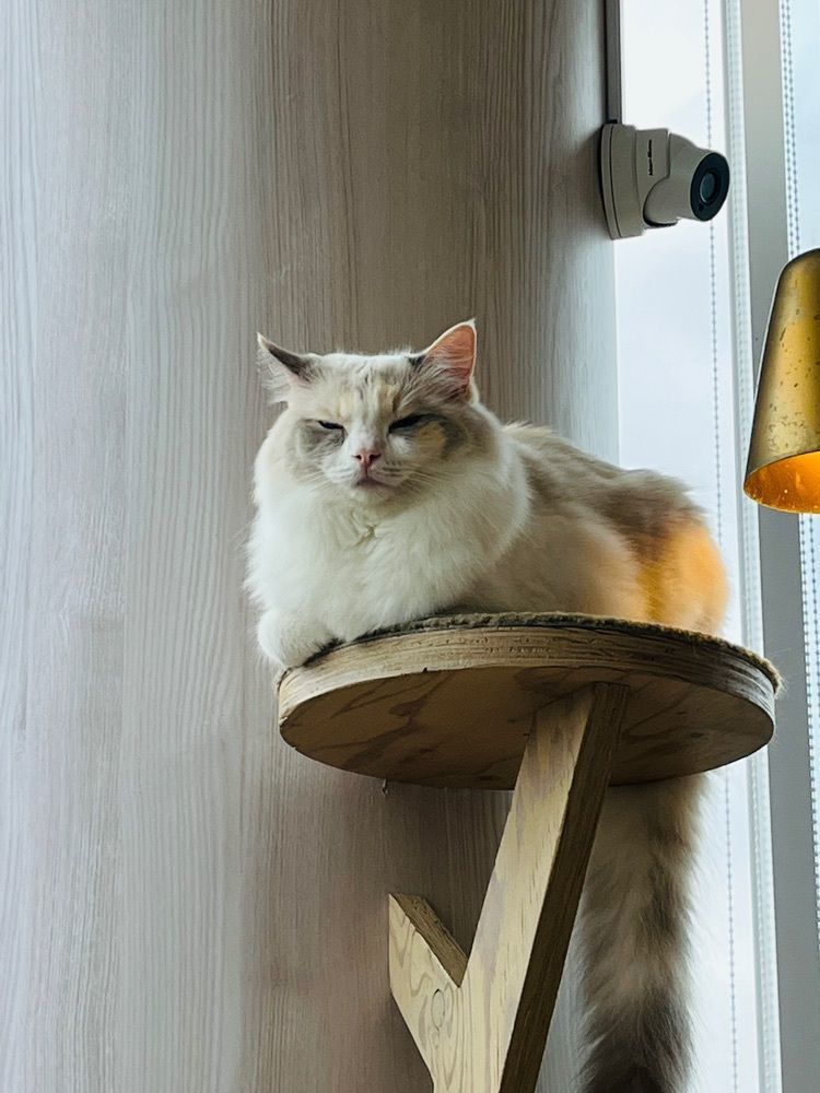 東京食べあルークさんが投稿した猫カフェ MOCHA 原宿店（ネコカフェモカ）に関する口コミの画像