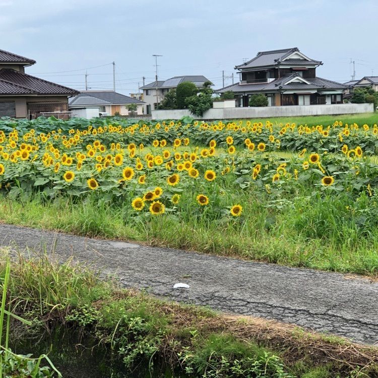 花❁⃘華  さんが投稿したひょこたん池公園に関する口コミの画像
