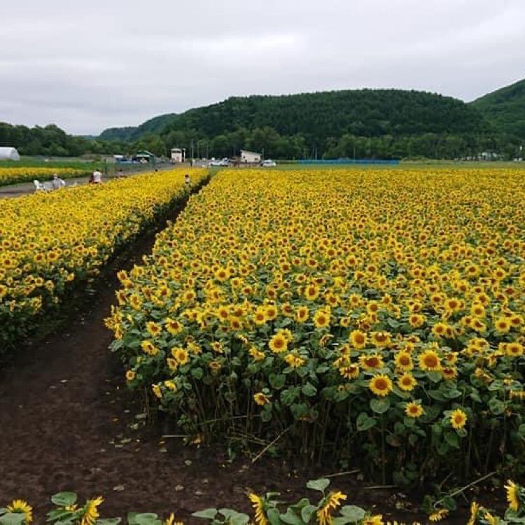 ＤＪゴン太さんが投稿したひまわり畑に関する口コミの画像