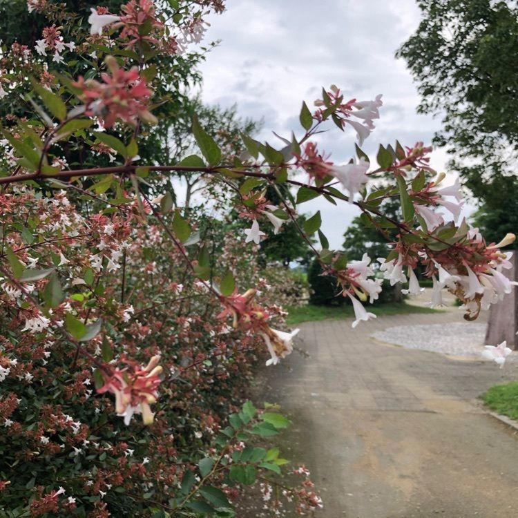 花❁⃘華  さんが投稿した福徳泉公園に関する口コミの画像
