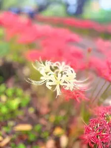 権現堂堤の曼珠沙華
