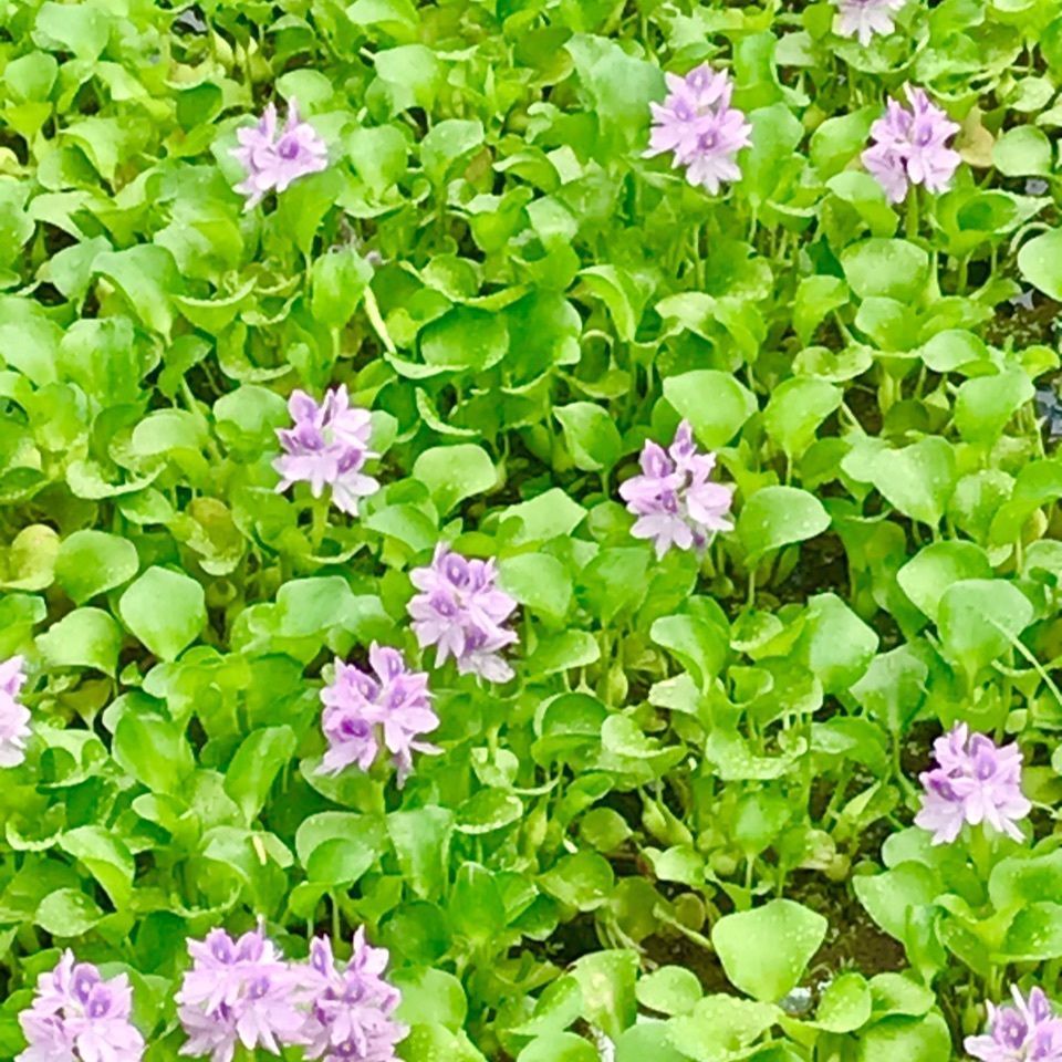 じゅん2さんが投稿した耳成山に関する口コミの画像
