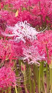権現堂堤の曼珠沙華