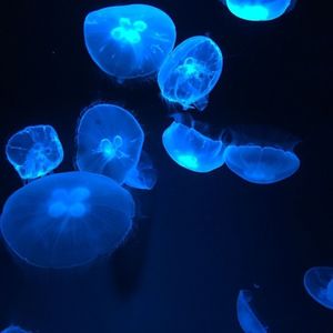 京都水族館
