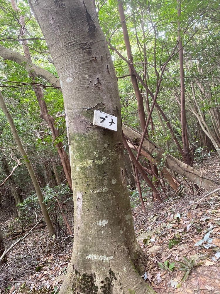 あるふぃすたさんが投稿した白木山（広島県広島市）に関する口コミの画像